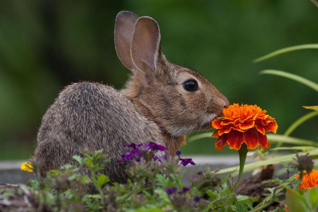 wildlife photography